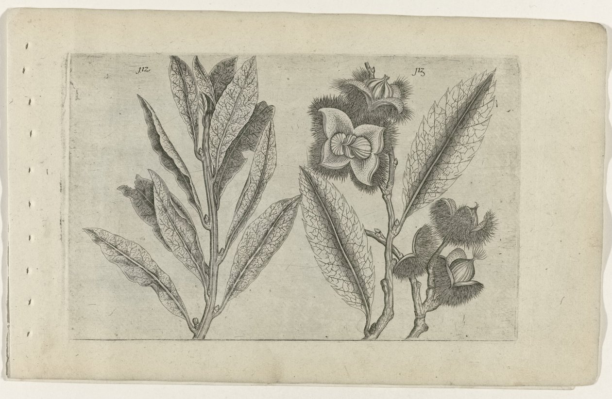 Sauge et châtaigne douce - Crispijn van de Passe (I) (attributed to)