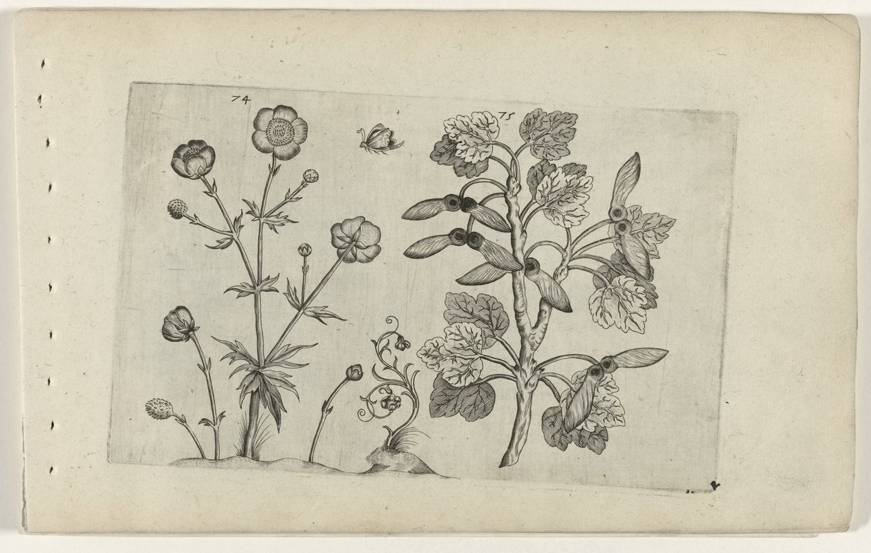 Renoncule âcre et érable champêtre (série Cognoscite lilia) - Crispijn van de Passe (I) (attributed to)