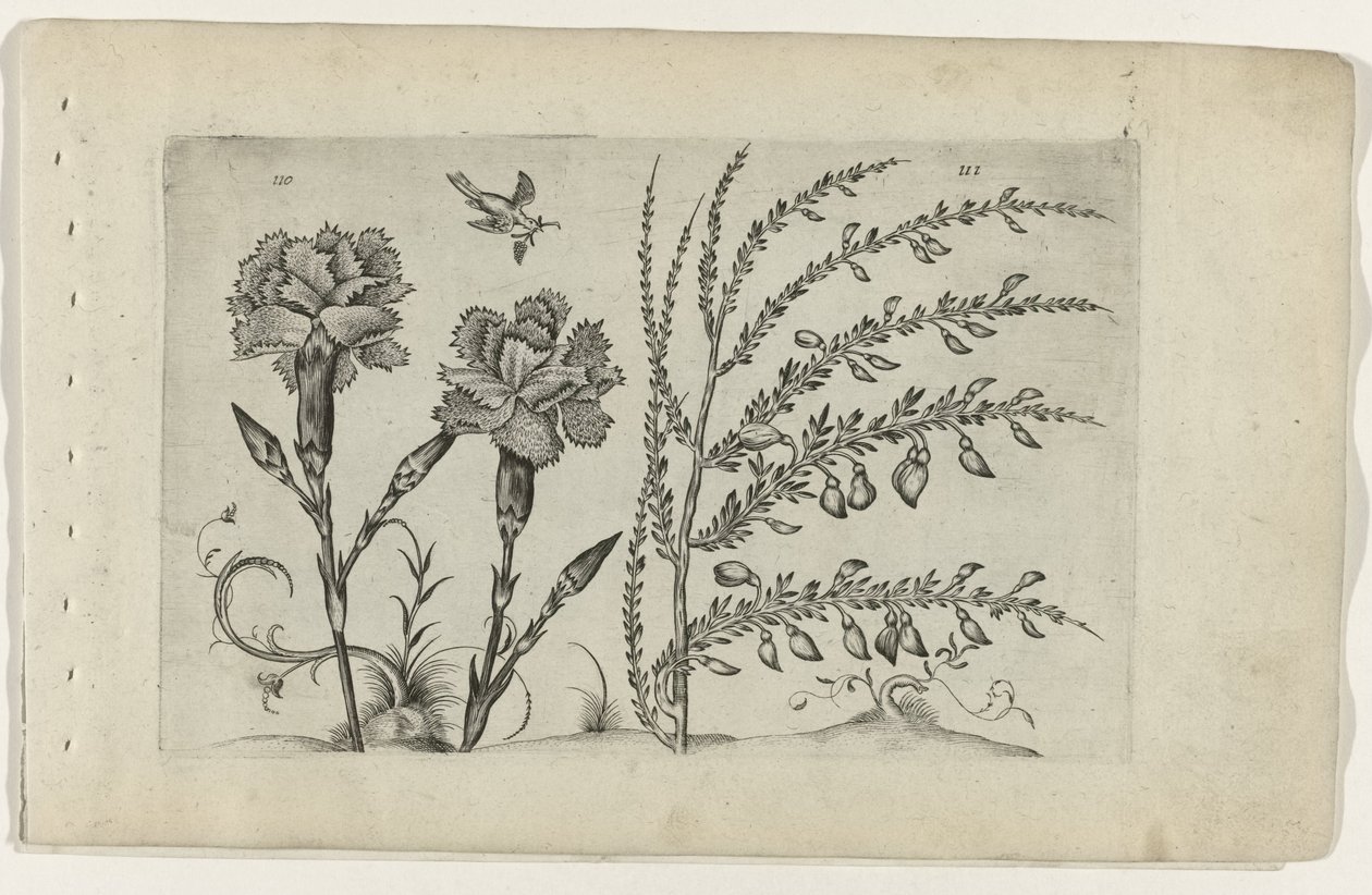 Œillet et genêt - Crispijn van de Passe (I) (attributed to)