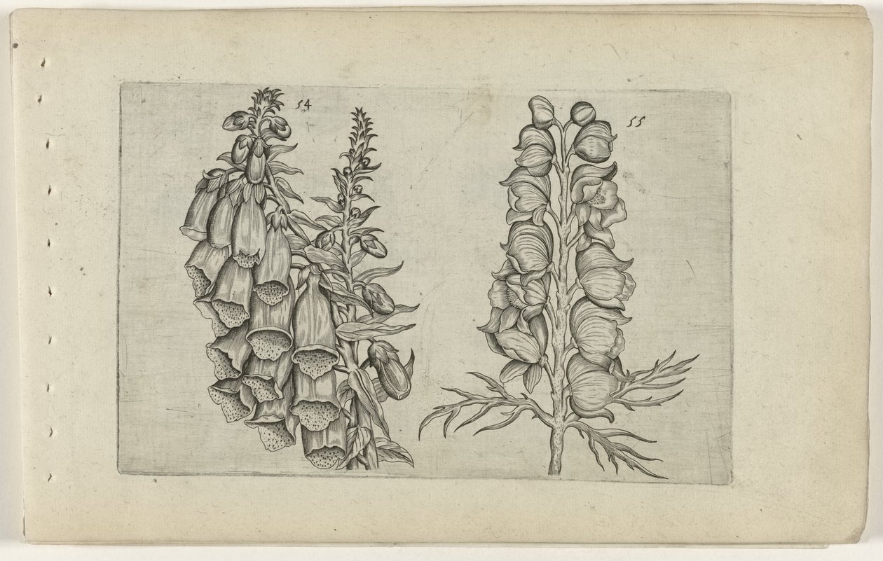 Digitale et aconit bleu - Crispijn van de Passe (I) (attributed to)