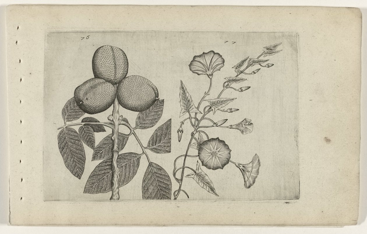 Noyer et liseron Cognoscite lilia (titre de la série) - Crispijn van de Passe (I) (attributed to)