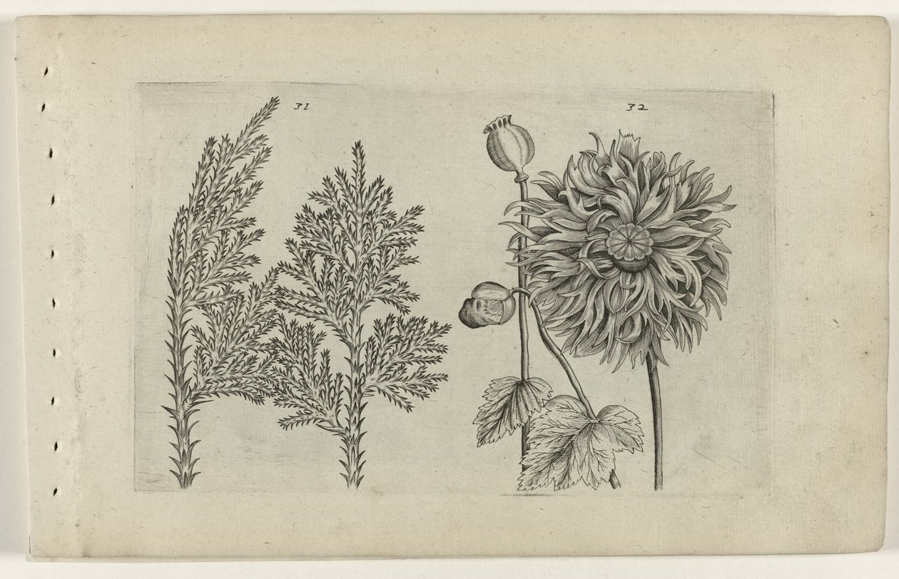 Sept arbres et pavot (série Cognoscite lilia) - Crispijn van de Passe (I) (attributed to)