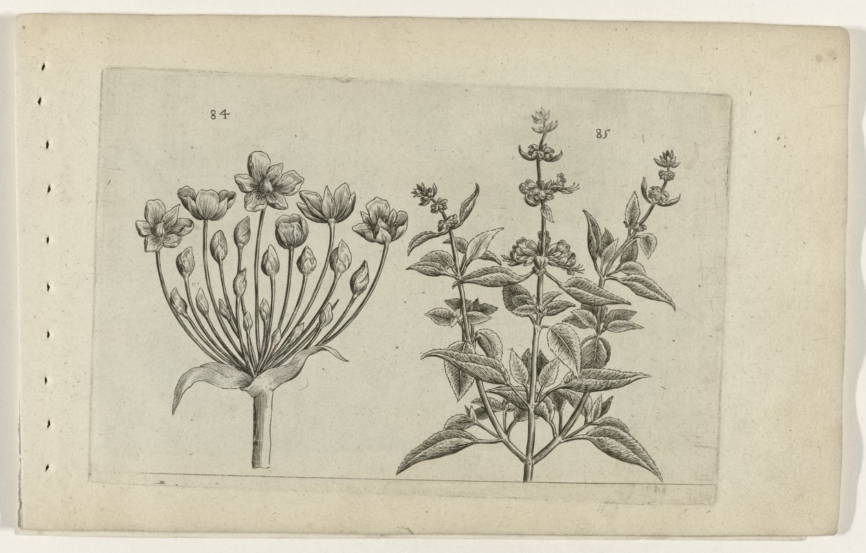 Butome et sauge à petites fleurs (série Cognoscite lilia) - Crispijn van de Passe (I) (attributed to)