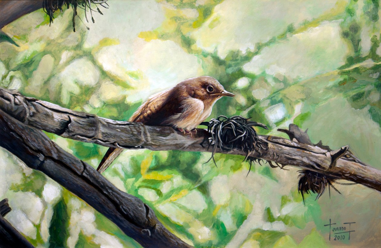 Troglodyte familier, le chant harmonieux, 2010 - Cruz Jurado Traverso