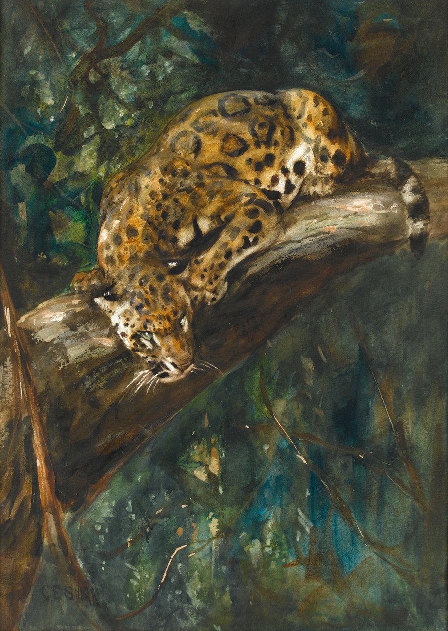 Une panthère sur une branche - Cuthbert Edmund Swan