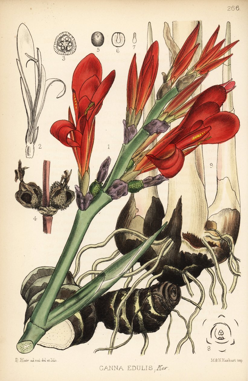 Canna indica. Lithographie en couleur à la main par Hanhart d