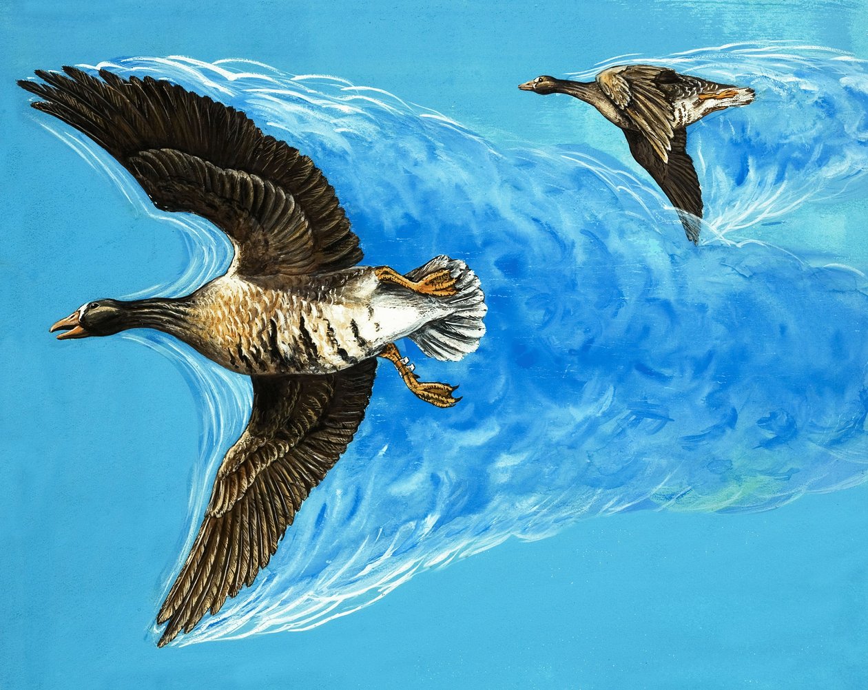 Turbulences causées par le vol des oiseaux - D. Makele.
