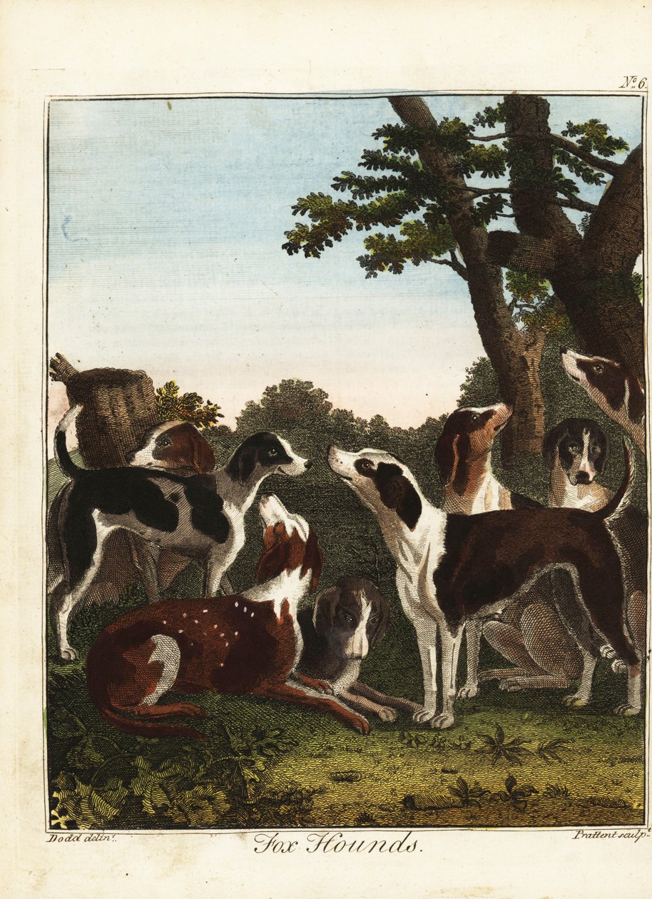 Une meute de chiens de chasse avant une chasse - Daniel (after) Dodd