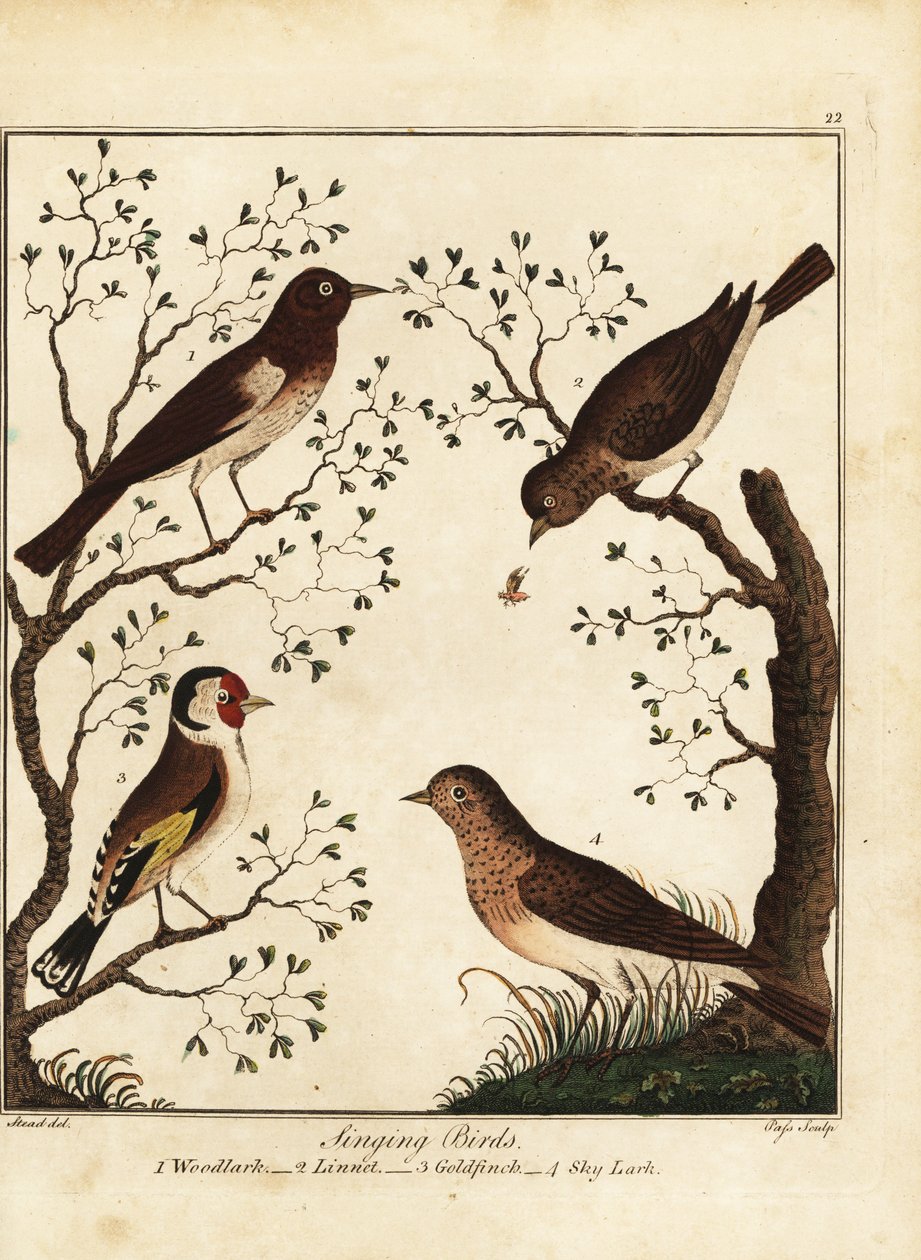 Oiseaux chanteurs : alouette des bois, linotte, chardonneret, alouette des champs. 1792 - Daniel (after) Dodd