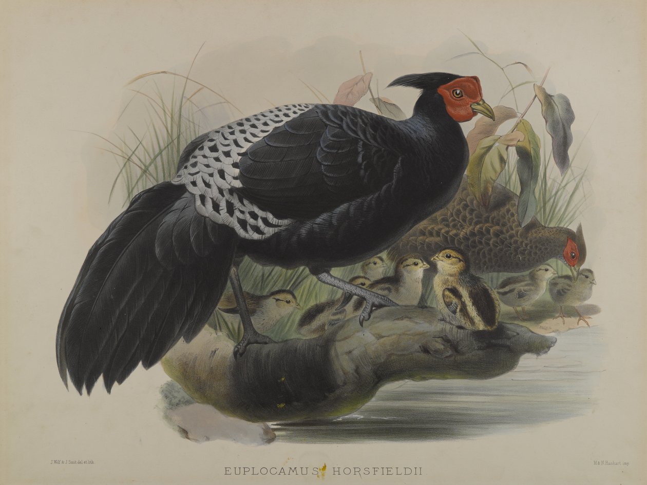 Euplocamus Horsfieldii - Daniel Giraud and Gould John Elliott