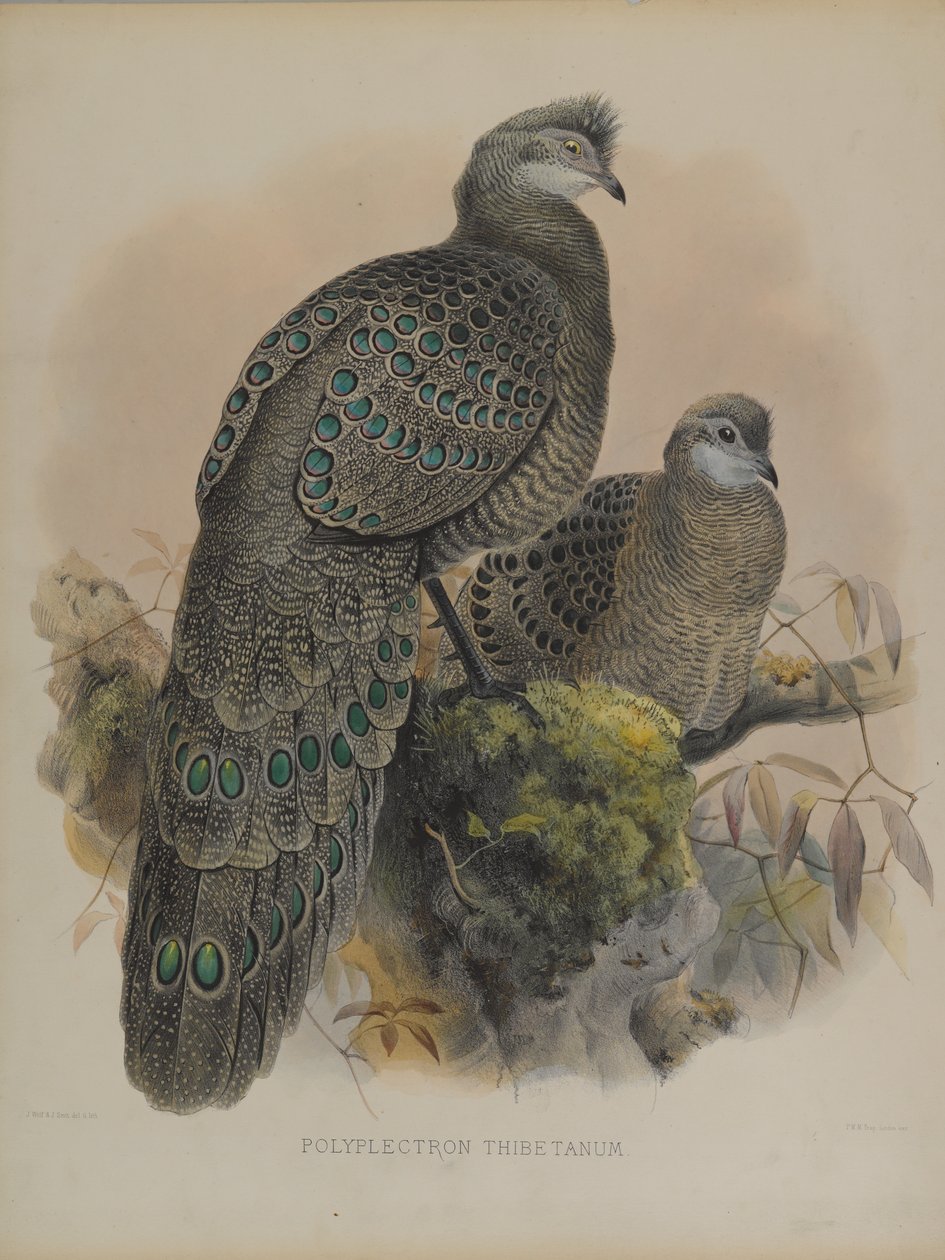 Polyplectron Tibetanum - Daniel Giraud and Gould John Elliott