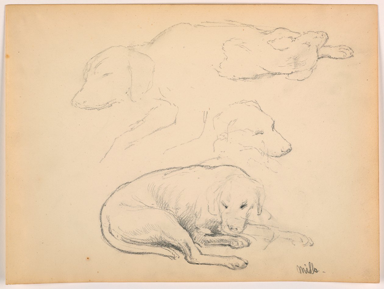 Dessin, Milo (un chien d