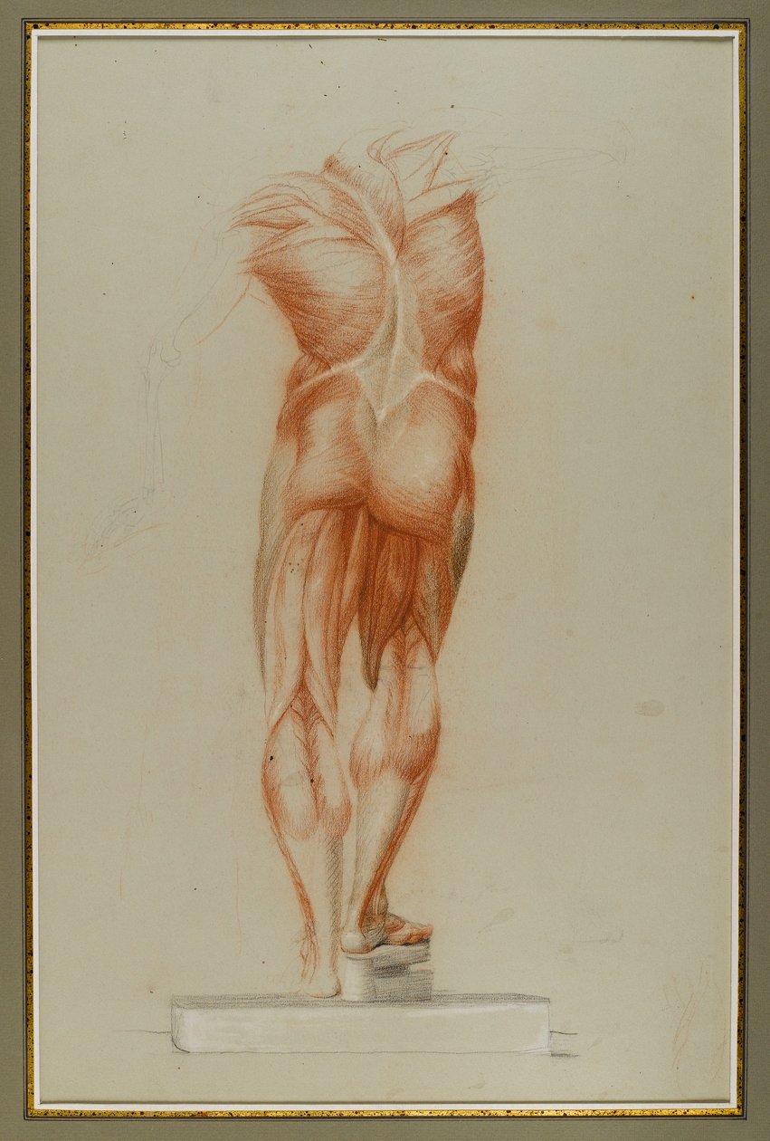 Écorché (Étude de musculature), c.1848 - Daniel Huntington