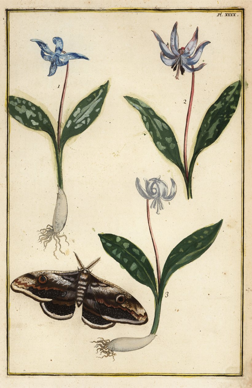 Érythrone dent-de-chien, Erythronium dens-canis, et papillon de nuit - Daniel Rabel
