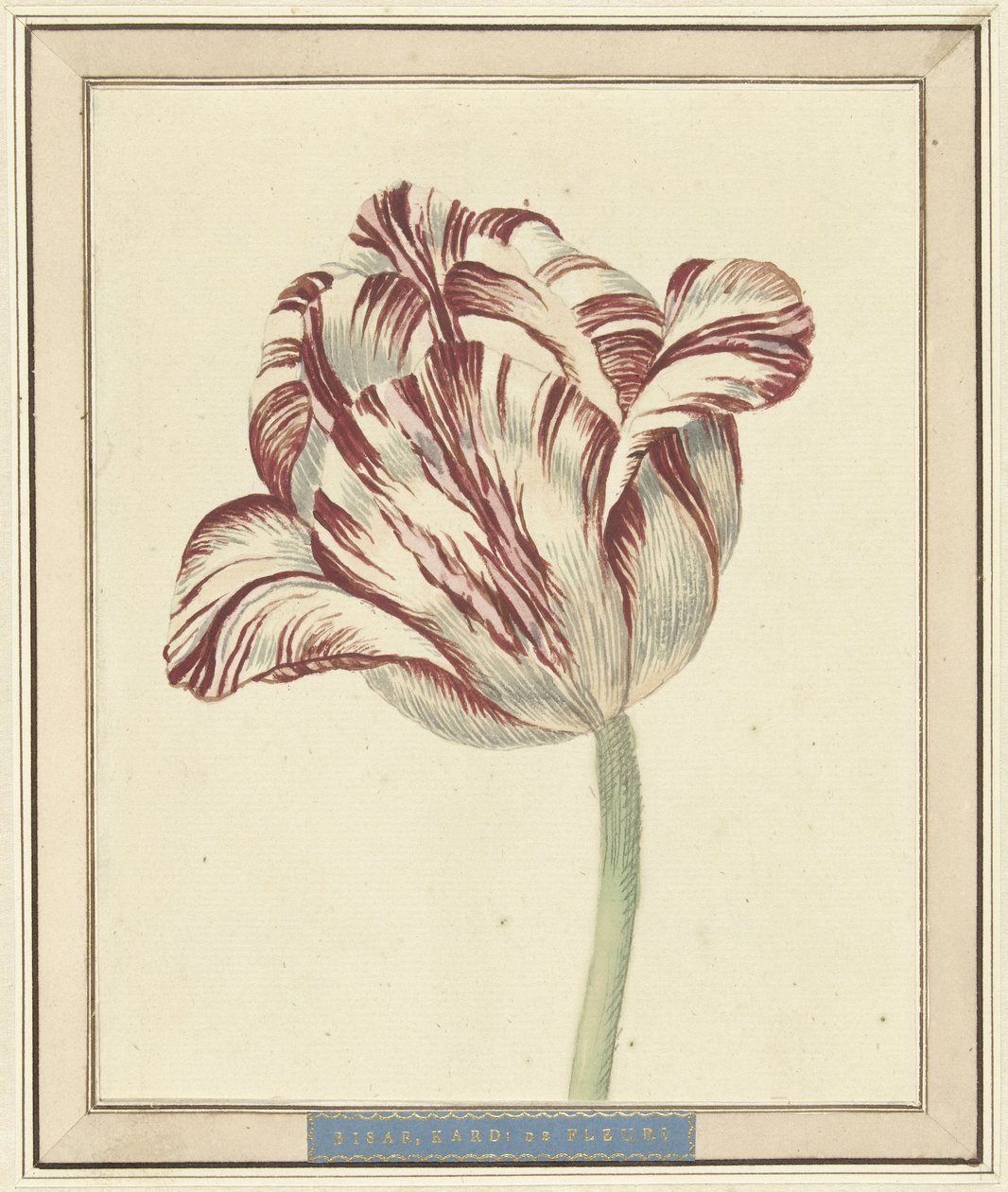 Tulipe, nommée Bisar, Cardinal de Fleuri - Daniël Marot (II)