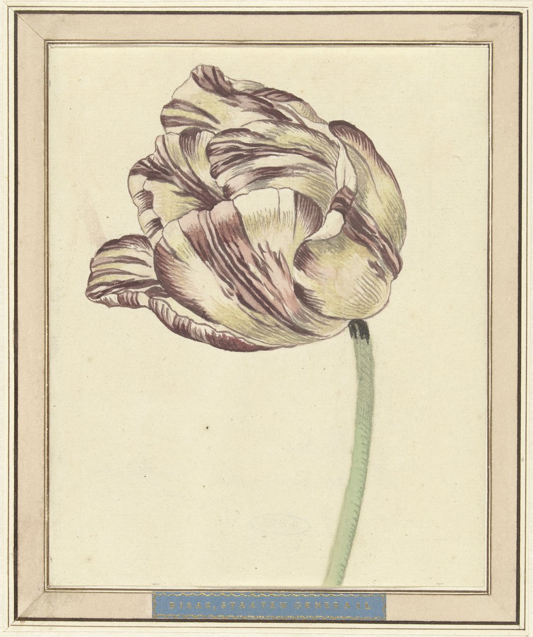 Tulipe, nommée Bisar, États Généraux - Daniël Marot (II)