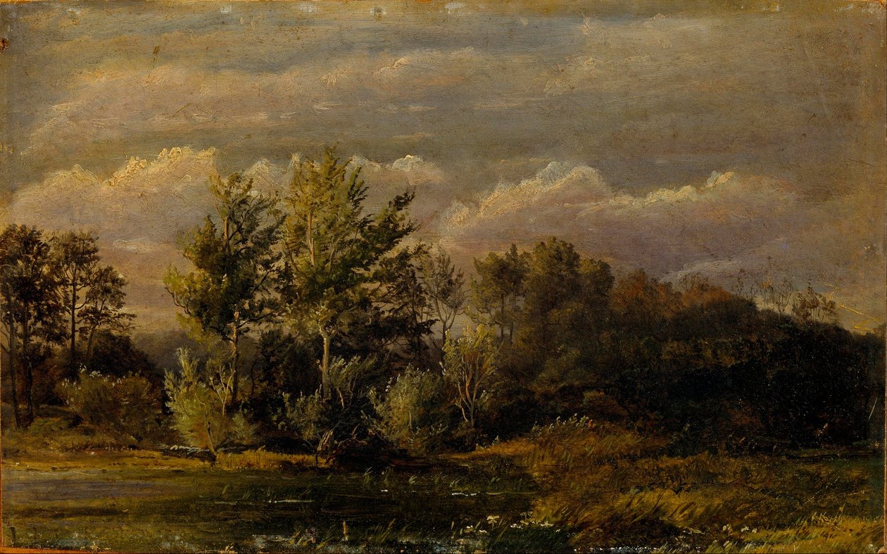 Un lac de forêt entouré de bouleaux. L