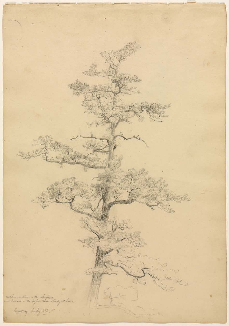 Pin, Conway, New Hampshire (recto), Études de paysage et d