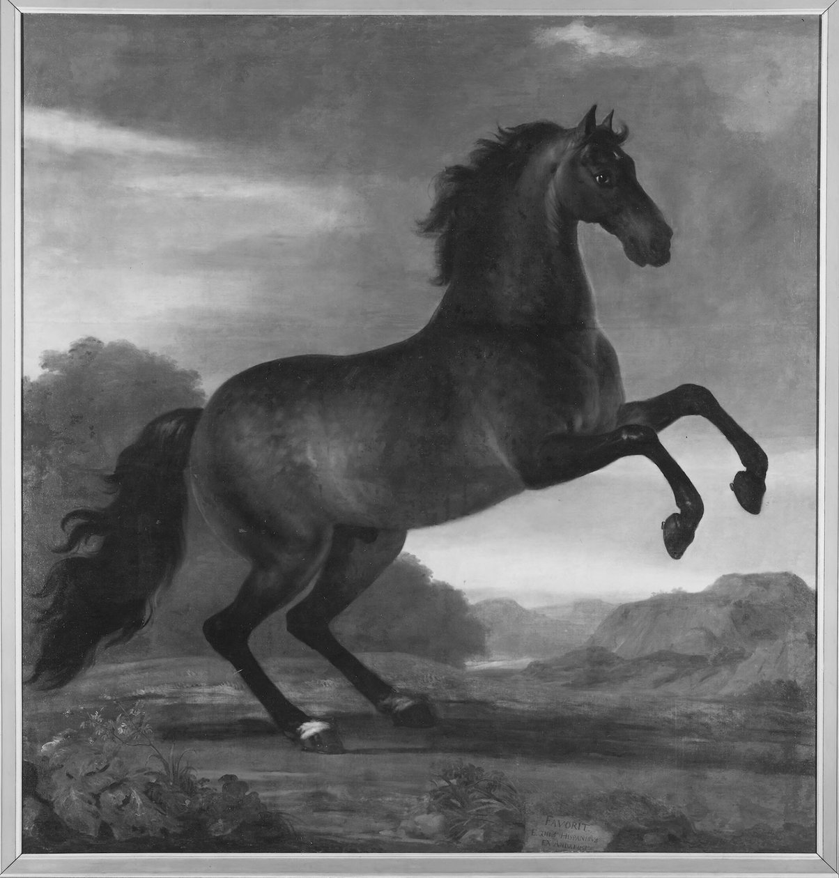 Le cheval de guerre de Charles XI, Favorit Hispanicus - David Klöcker Ehrenstrahl