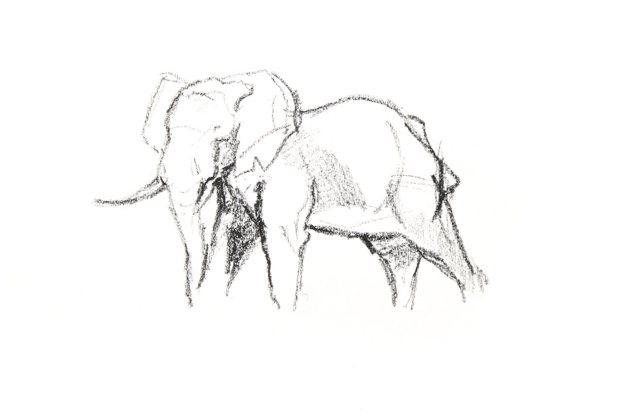 Éléphant mâle, 2021 - David Mayer