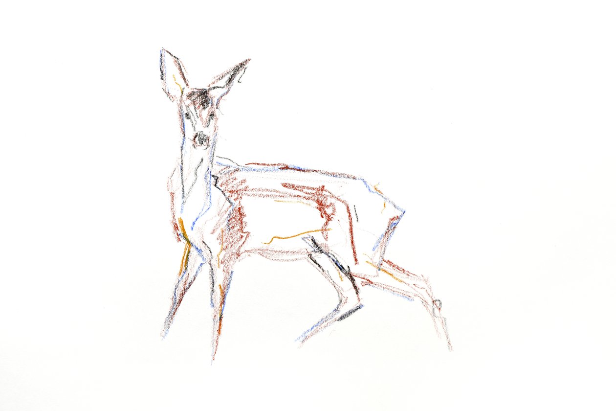 Jeune chevreuil - David Mayer