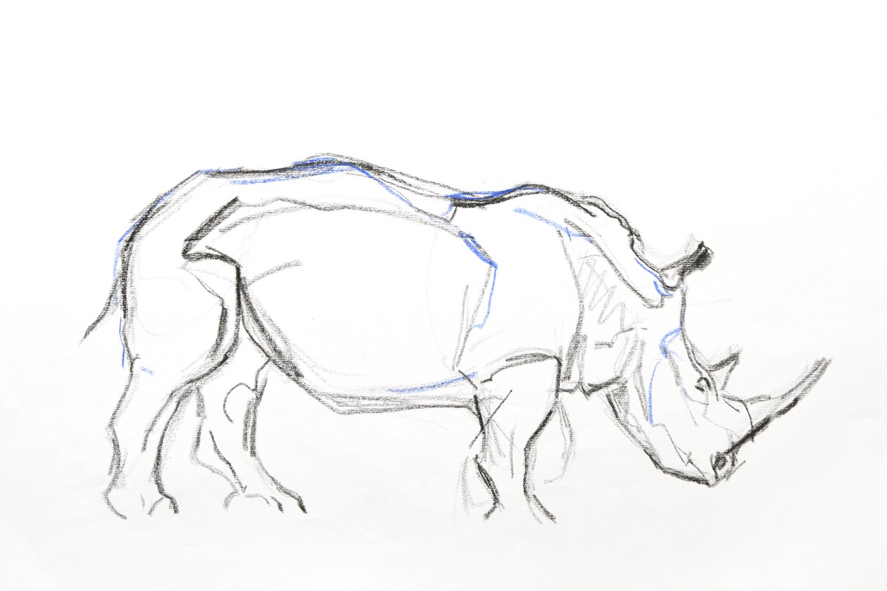 Rhinocéros blanc, 2021 - David Mayer