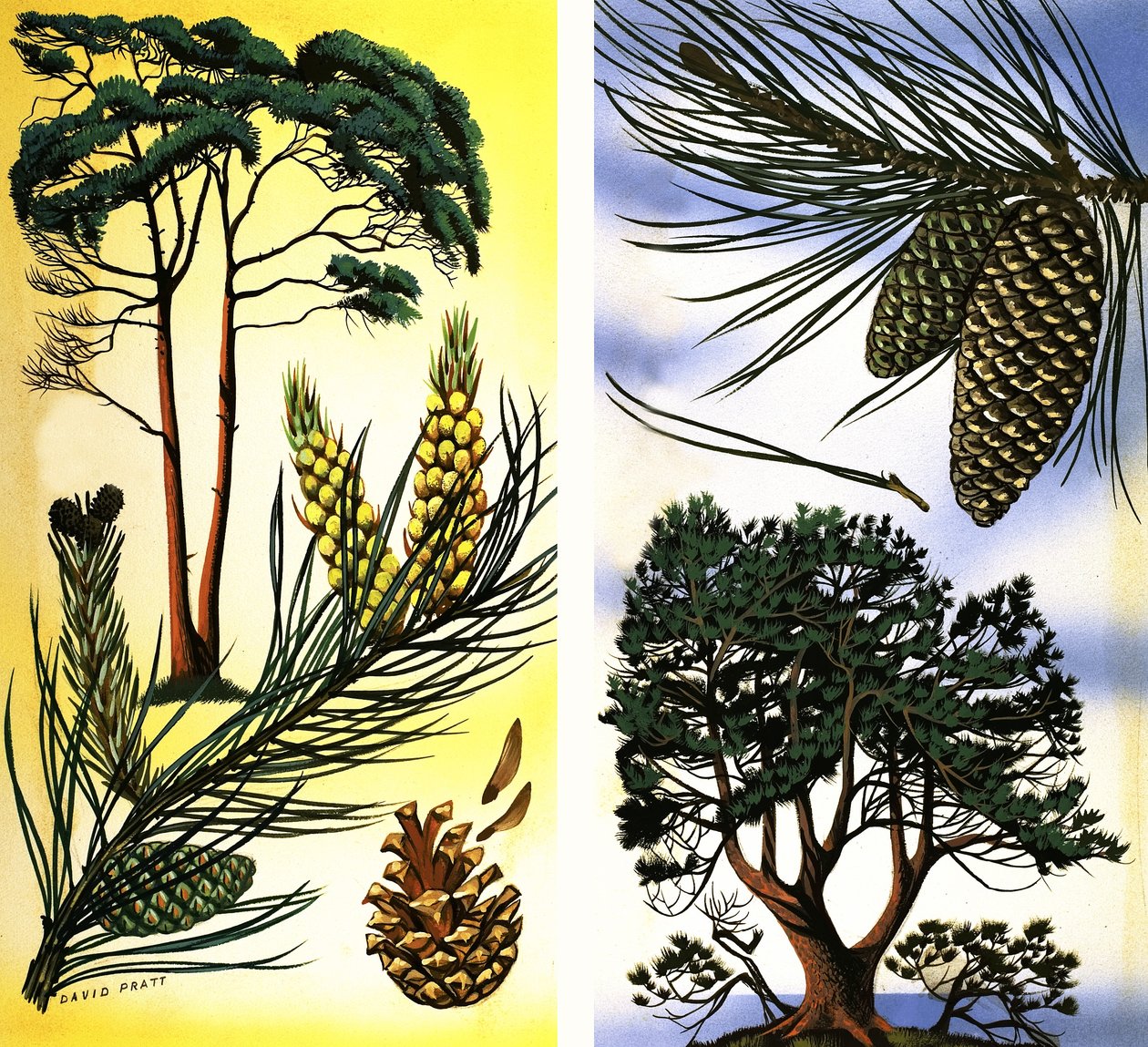 Toutes sortes de pins et de sapins : Pin sylvestre et pin maritime - David Pratt