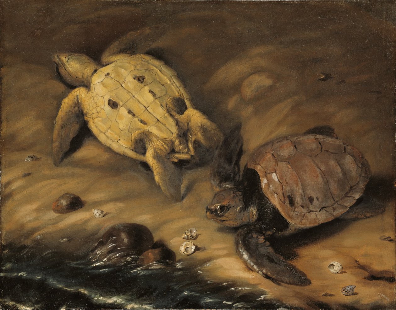 Tortue - David von Krafft