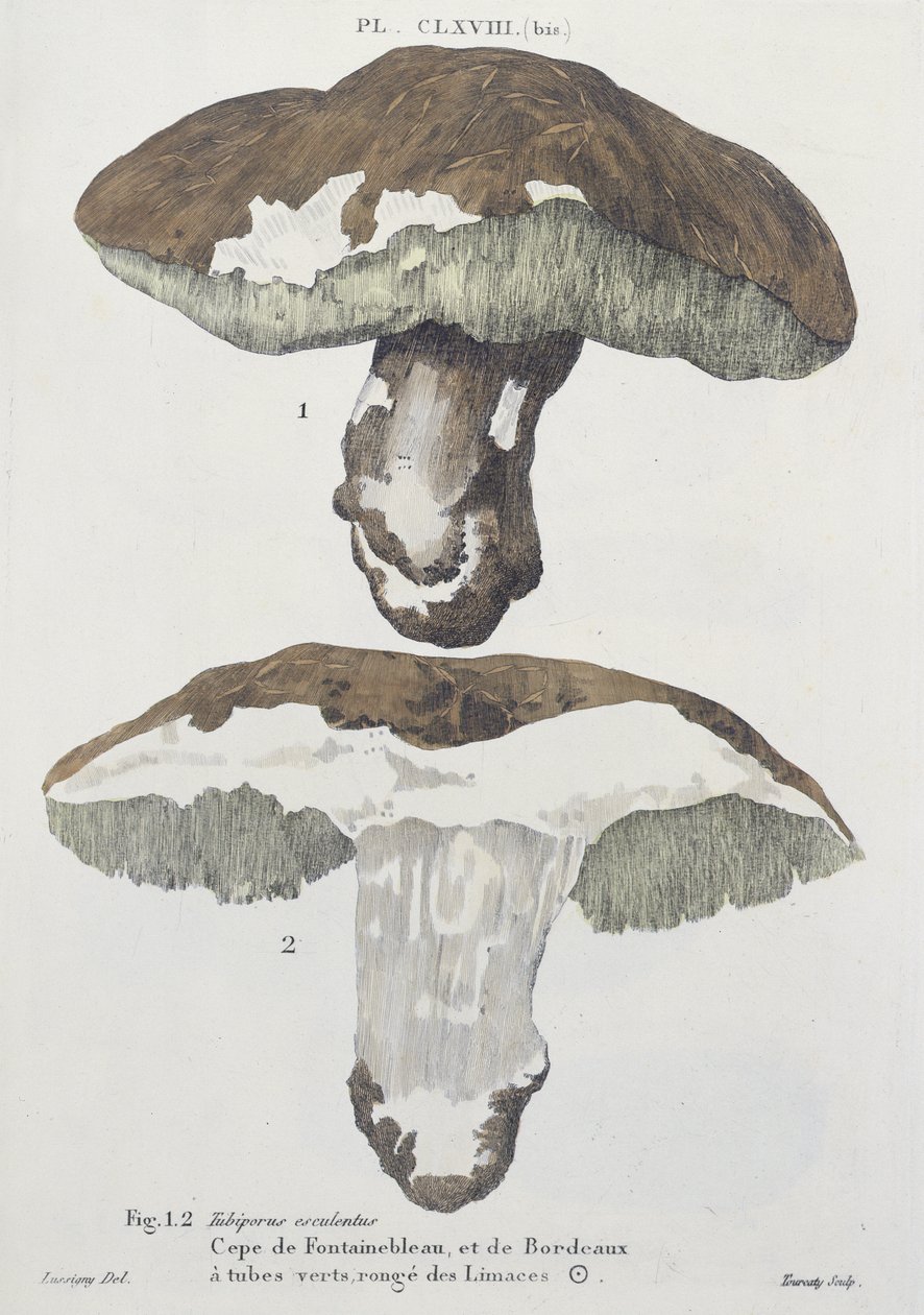 Tubiporus esculentus, planche 168 de 