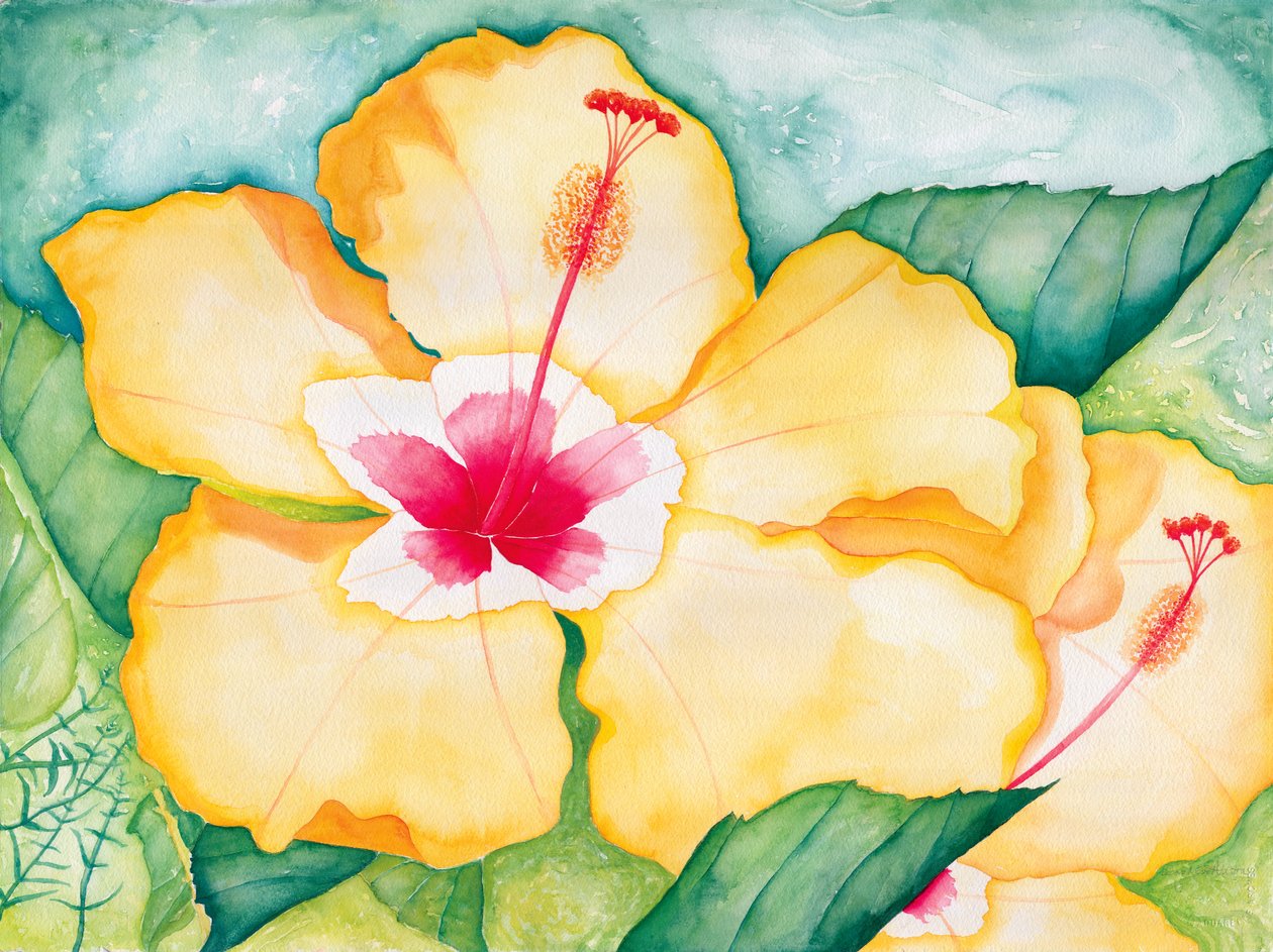 Hibiscus jaune, 2006 (aquarelle) - Deborah Eve Alastra