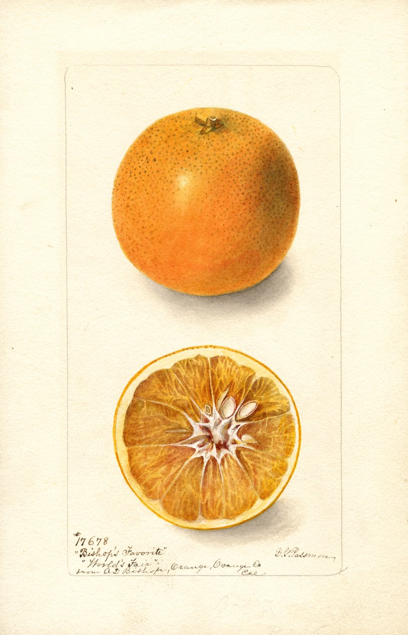 Oranges (Citrus sinensis : Bishops Favorite) (aquarelle) - Deborah Griscom Passmore