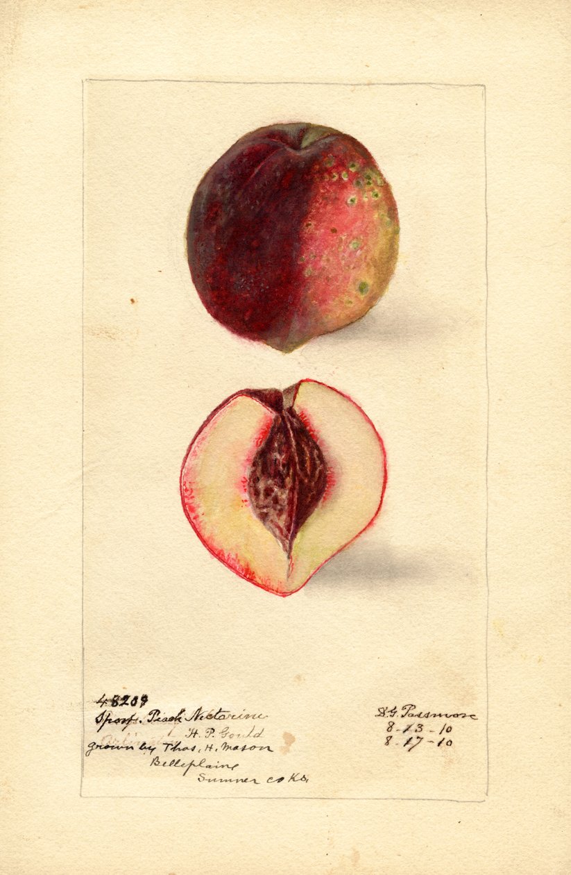 Nectarine de pêche sportive (Prunus persica) (aquarelle) - Deborah Griscom Passmore