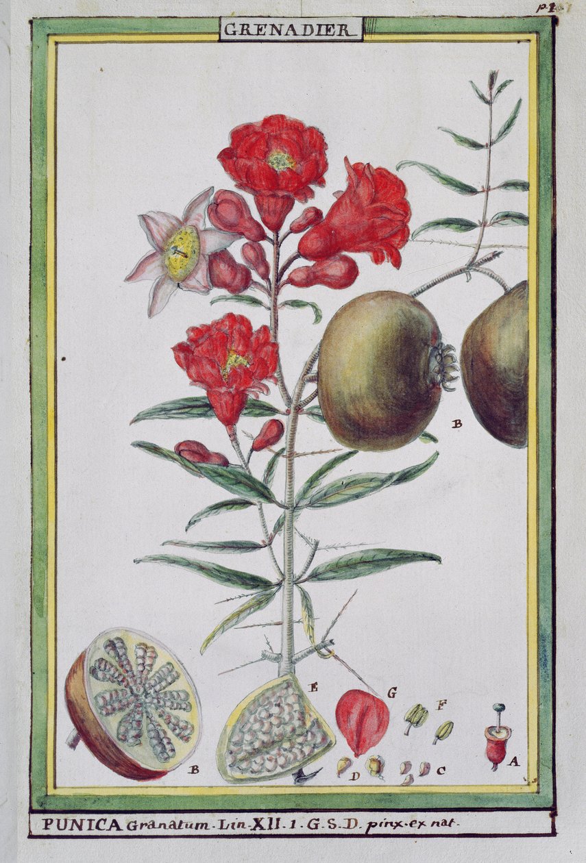 Grenadier, de Florindie ou Histoire physico-économique des végétaux de la Torride, 1789 - Delahaye