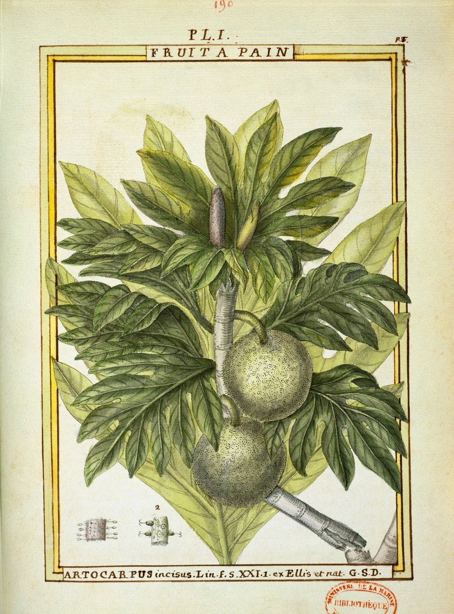 Arbre à pain (Artocarpus altilis), aquarelle de Delahaye - Delahaye Delahaye