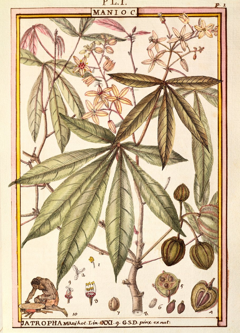 Manioc (Jatropha manihot), par Delahaye, aquarelle - Delahaye Delahaye
