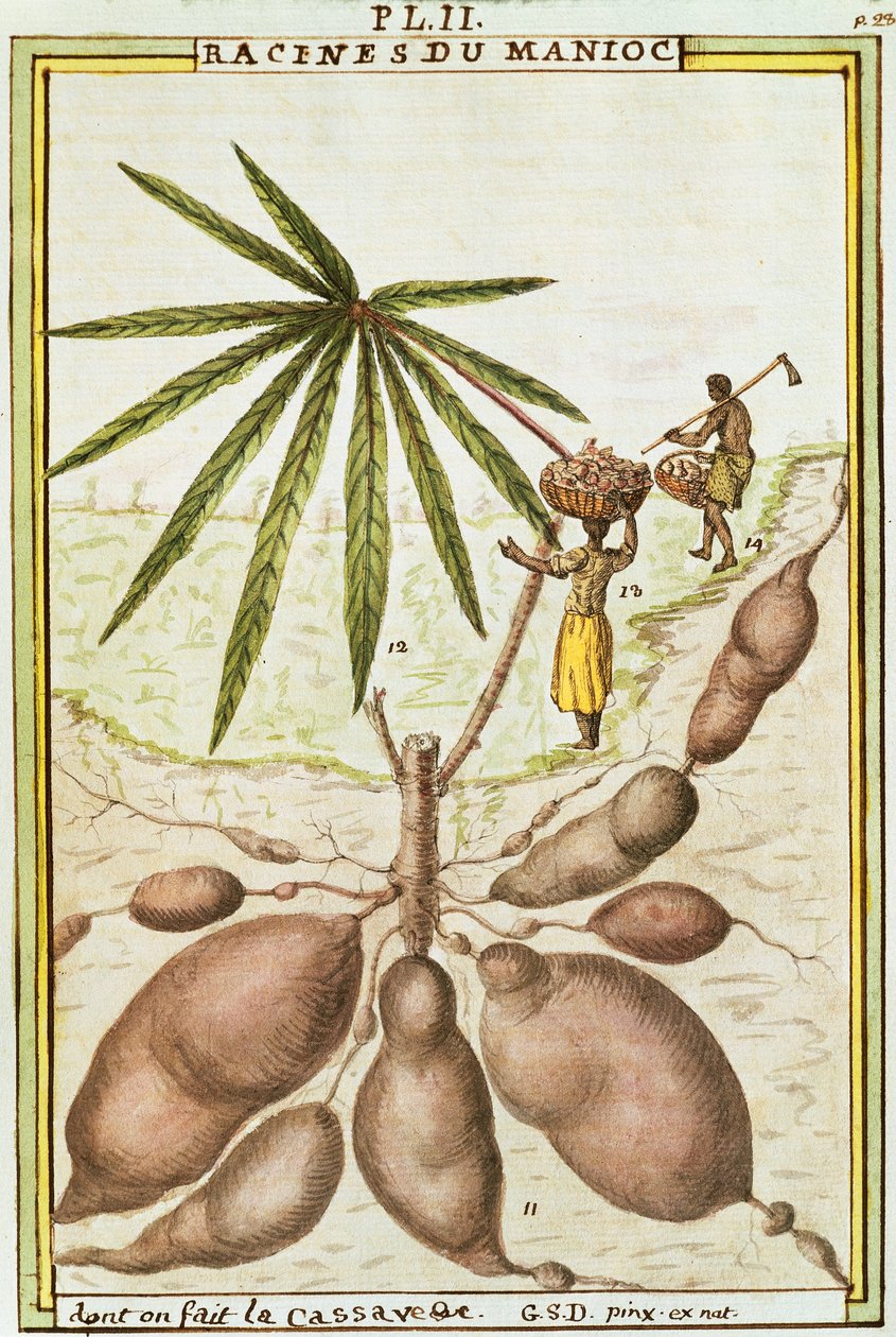 Racines de manioc (Manihot esculenta) utilisées pour faire du pain de manioc, aquarelle par Delahaye - Delahaye Delahaye