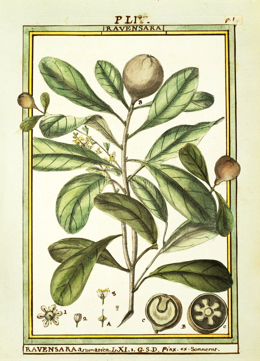Cryptocarya Aromatica, aquarelle de Delahaye - Delahaye Delahaye