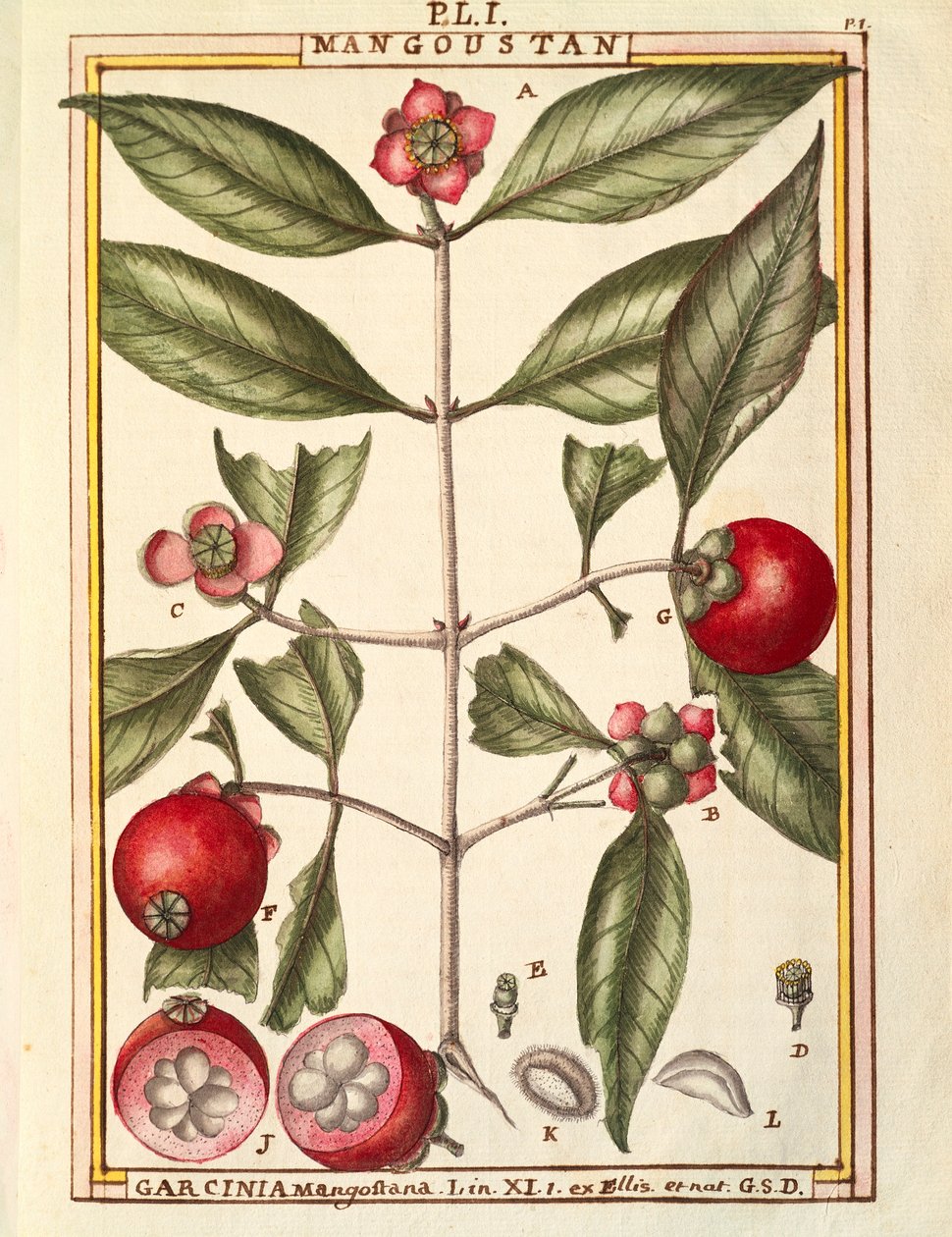 Mangoustan (Garcinia mangostana), aquarelle de Delahaye - Delahaye Delahaye