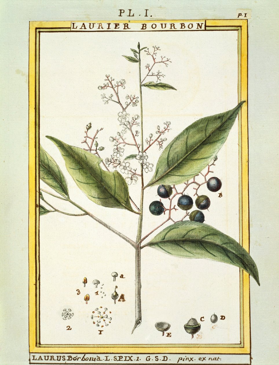 Laurier rouge (Laurus borbonia ou Persea carolinensis), aquarelle par Delahaye - Delahaye Delahaye