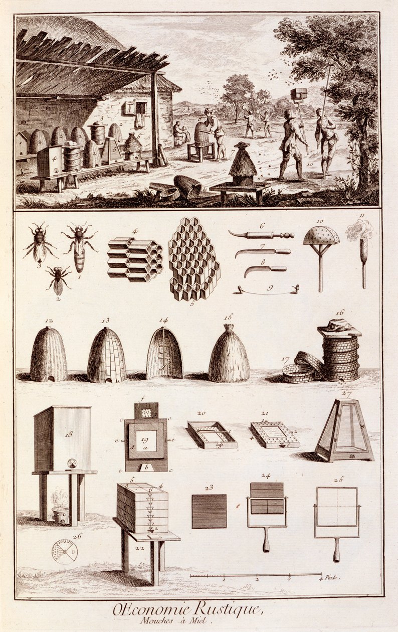 Apiculture, du 