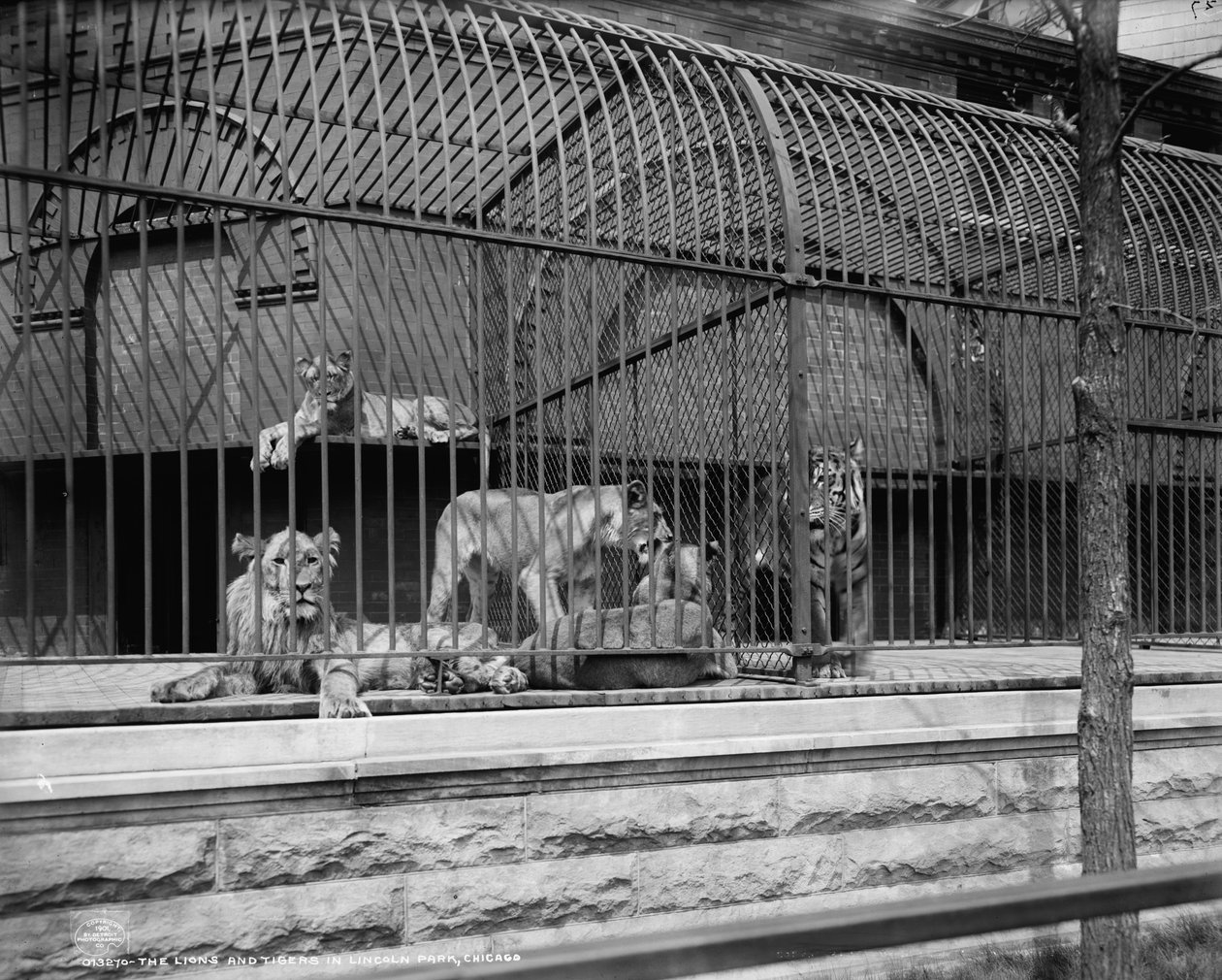 Les lions et tigres au Lincoln Park, Chicago, c.1901 - Detroit Publishing Co.