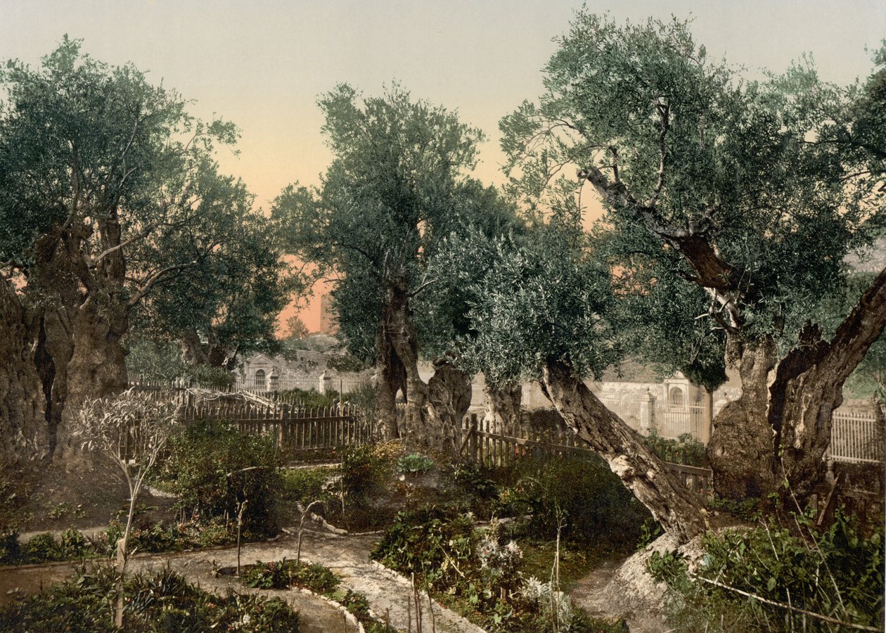 Jardin de Gethsémani, Jérusalem, Terre Sainte, vers 1890-1900 - Detroit Photographic Co.