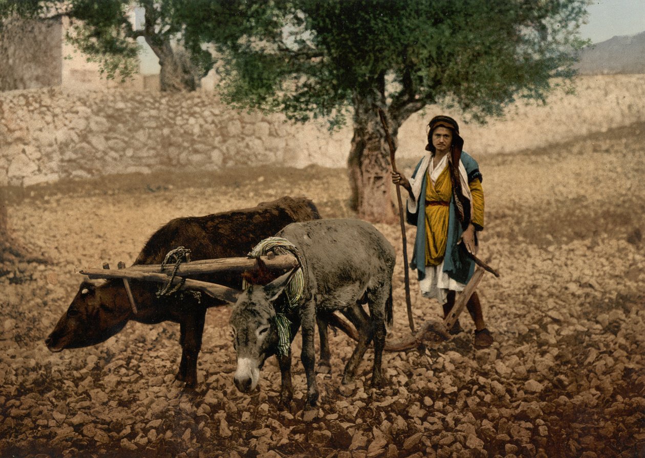 Autochtone de Palestine travaillant avec un bœuf et un âne, Terre Sainte, c.1890-c.1900 - Detroit Photographic Co.