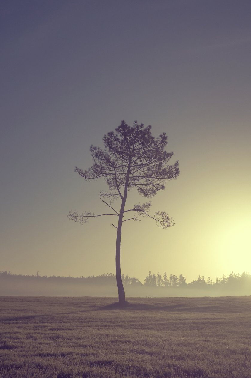 Arbre sur la route, 2016 (photographie numérique) - Diego Beyro