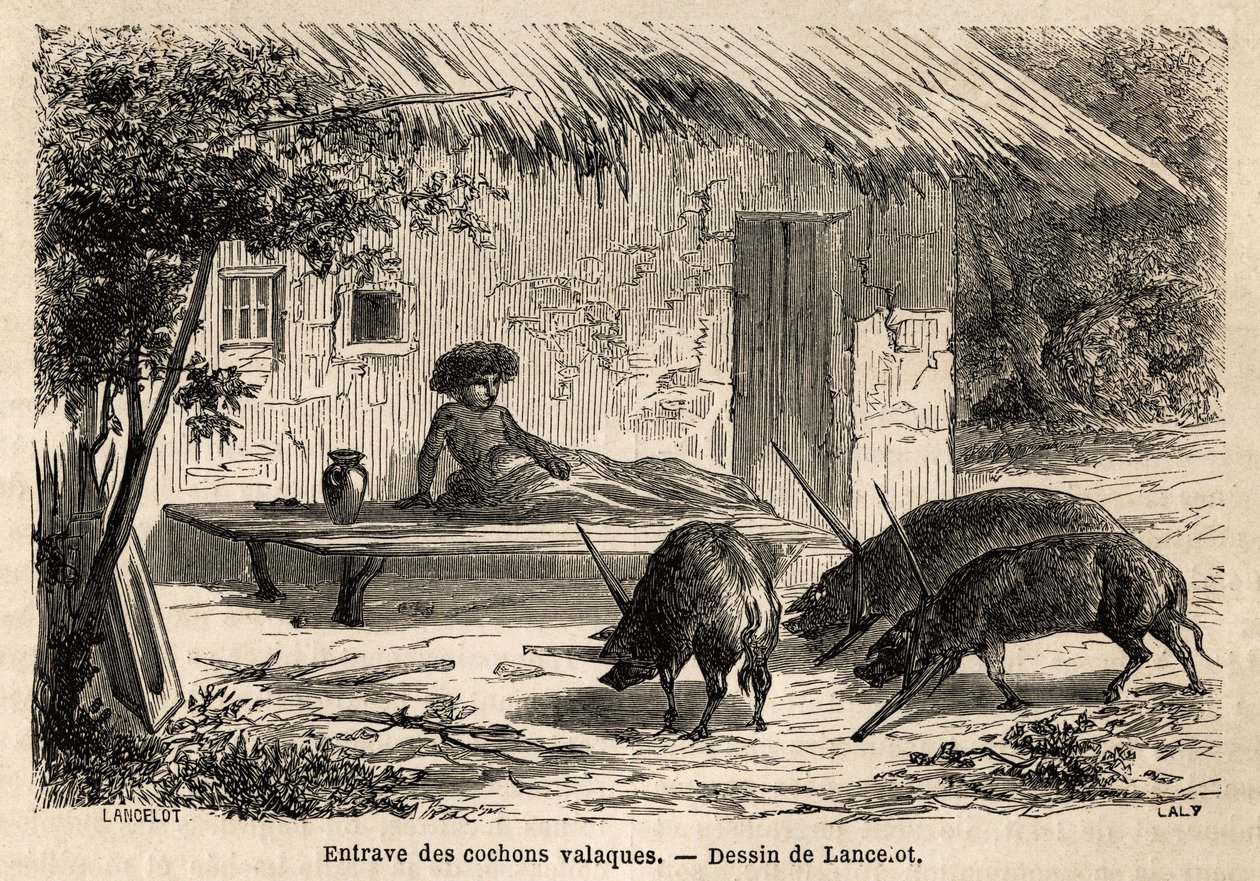 Obstructions des antériorités, ainsi immobilisées, des cochons valaques, en Roumanie. Gravure pour illustrer le voyage de Paris à Bucarest, par Lancelot, dessinateur, en 1860, publié dans « Le tour du monde, nouveau journal des voyages », sous la direction - Dieudonne Auguste Lancelot