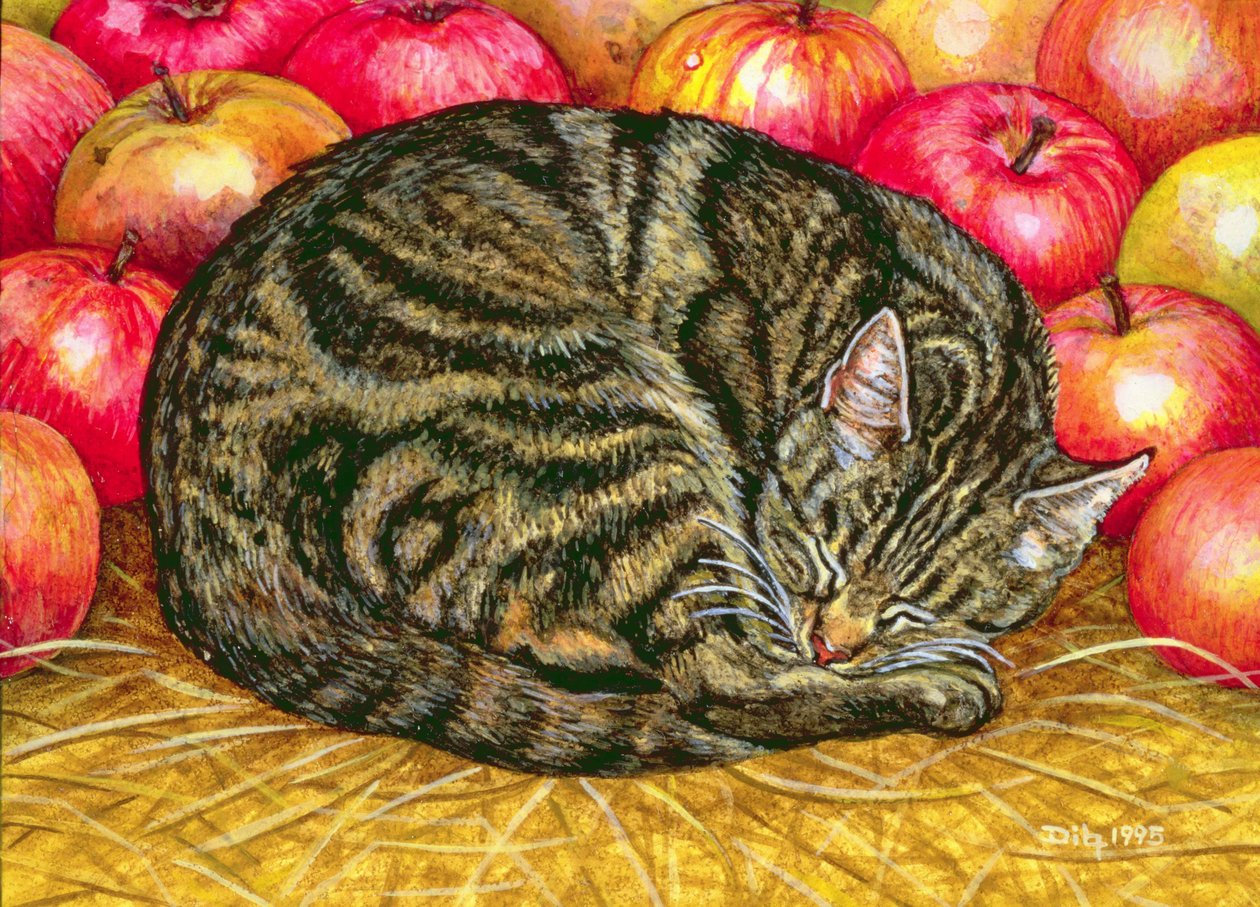 Pomme-Gauche-Chat - Ditz