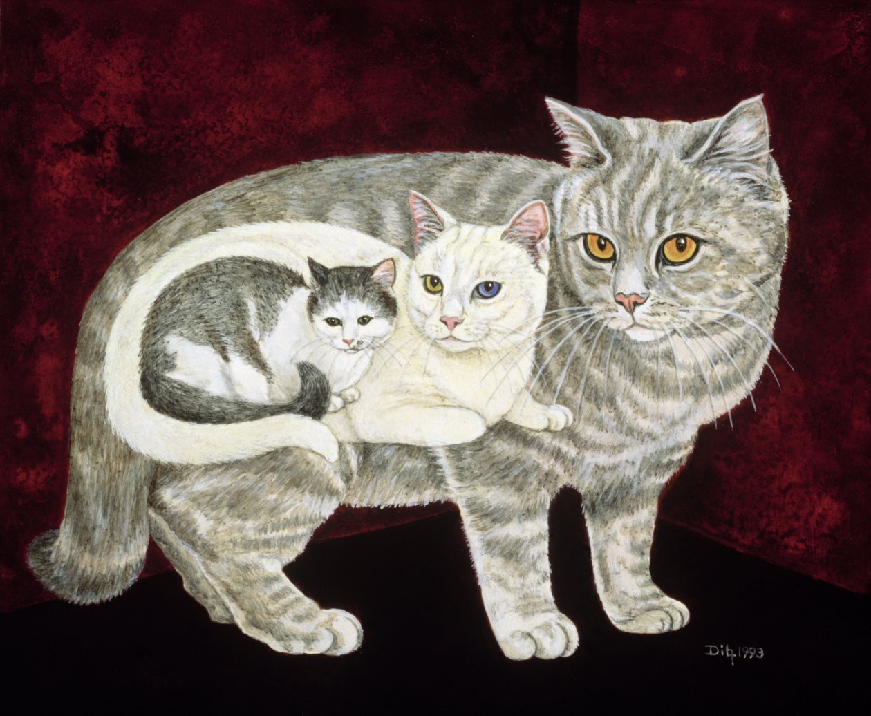 Chat russe - Ditz