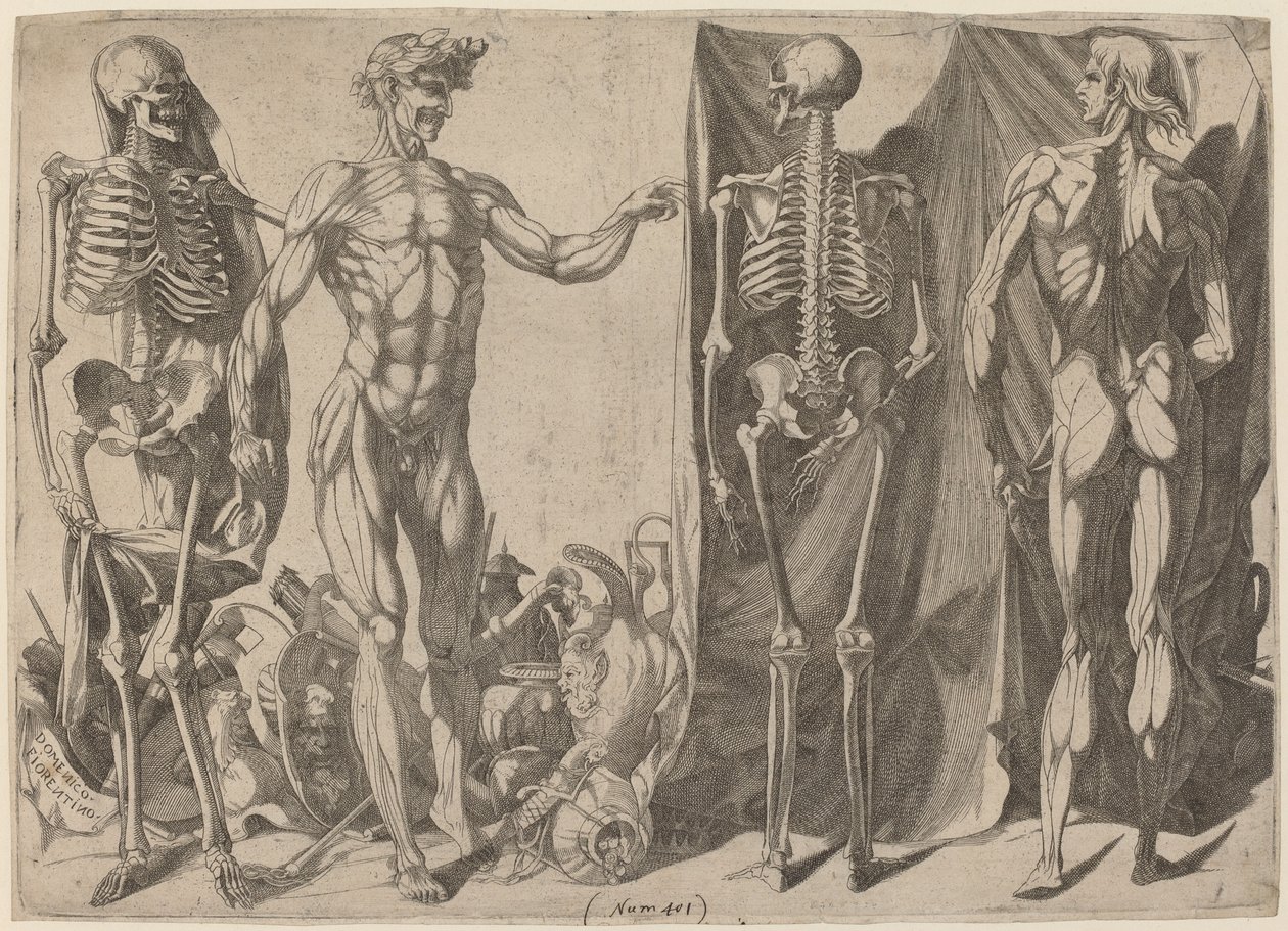 Squelettes et Écorchés, c. 1540-1545 - Domenico del Barbiere