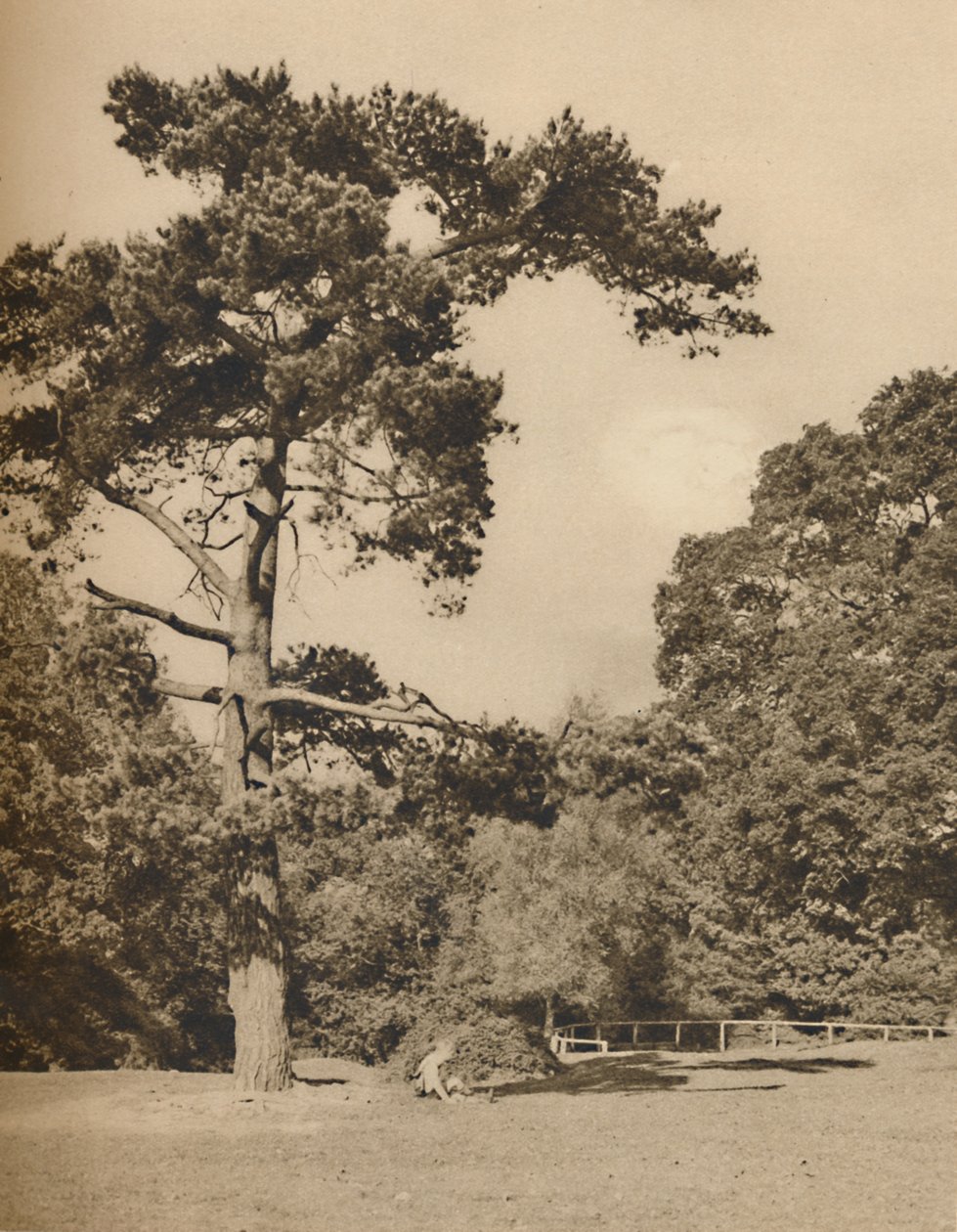 Dans les bois de Hadley, vestige de l