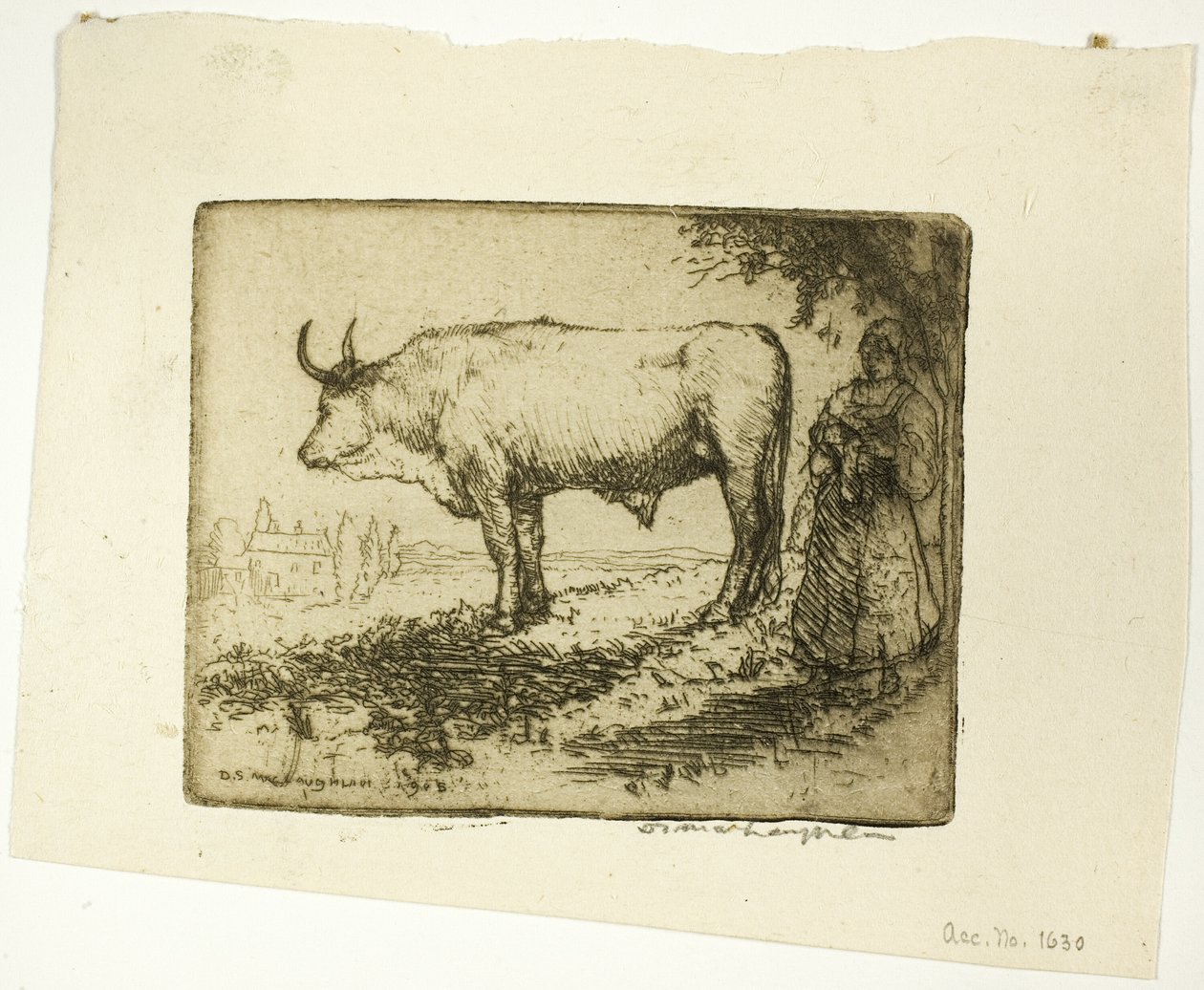 Le bœuf blanc - Donald Shaw MacLaughlan